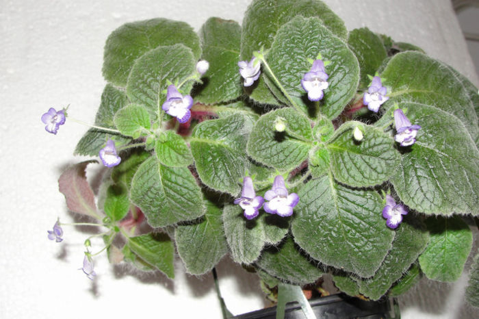  - Alte gesneriaceae