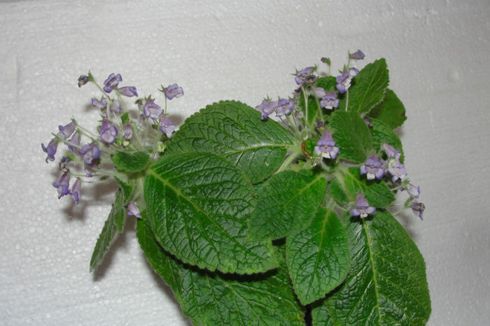  - Alte gesneriaceae