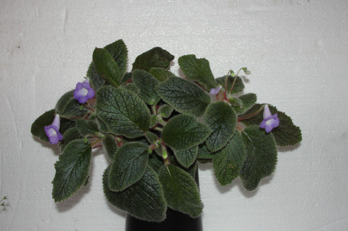 Eucodonia Adele - Alte gesneriaceae