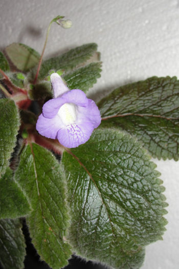  - Alte gesneriaceae