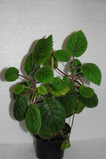 Nipheaea Oblonga - Alte gesneriaceae