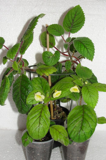 Nipheae Oblonga si Nipheae Limonade - Alte gesneriaceae