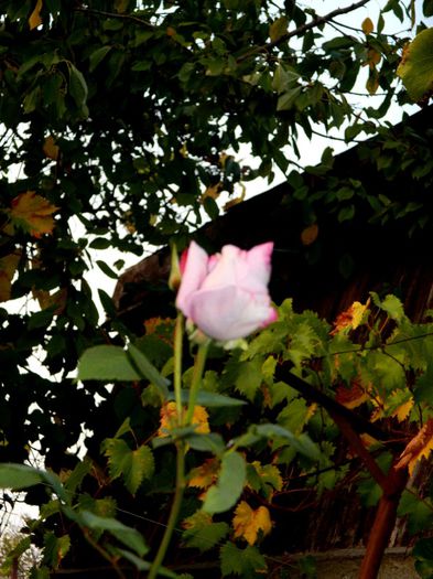 DSCN6892