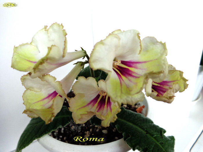Roma (2-XI-2013) 1 - Streptocarpusi 2013