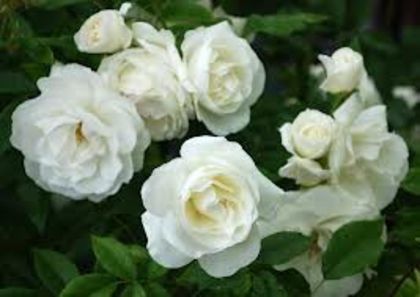 fairy white - trandafiri -lastari primiti si butasi achizitionati