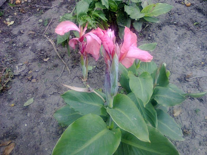 Fotografie1296 - canna indica