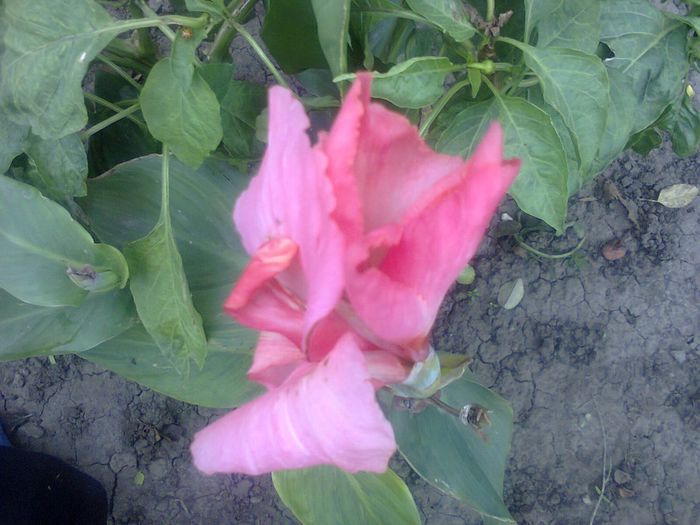 Fotografie1297 - canna indica