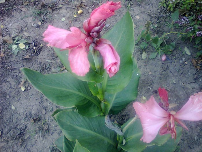 Fotografie1298 - canna indica