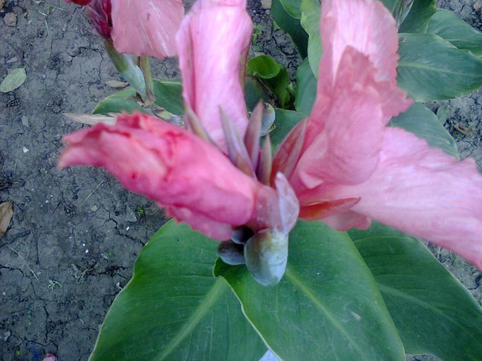 Fotografie1302 - canna indica