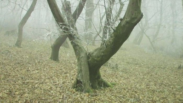 padurea-baciu5 - MISTERIOASA PERICULOASA PADURE HOIA BACIU DIN CLUJ-NAPOCA