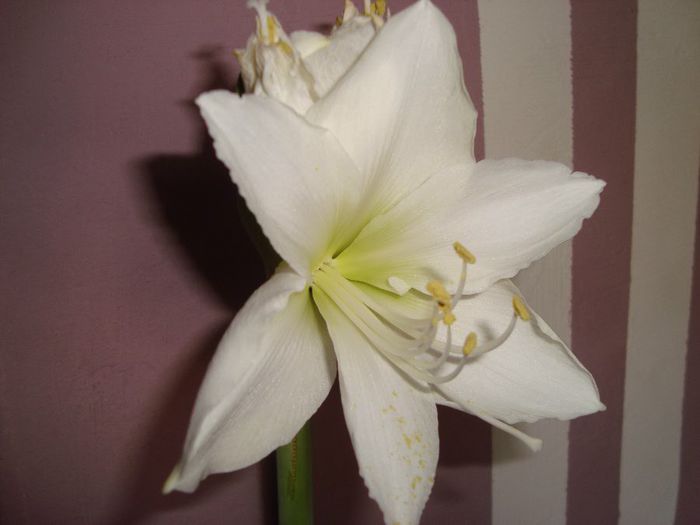 arctic white - amaryllis 2014