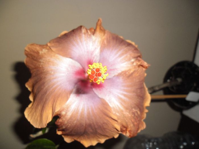 Tahitian Sophistication - Hibiscus 2013-3