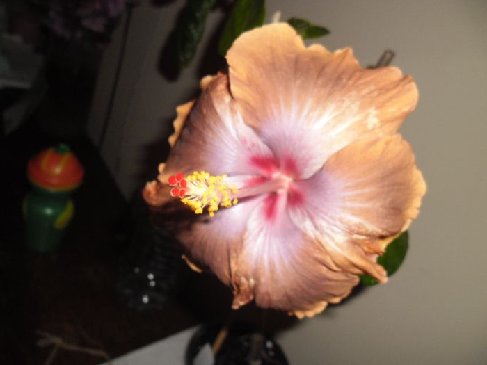 Tahitian Sophistication - Hibiscus 2013-3