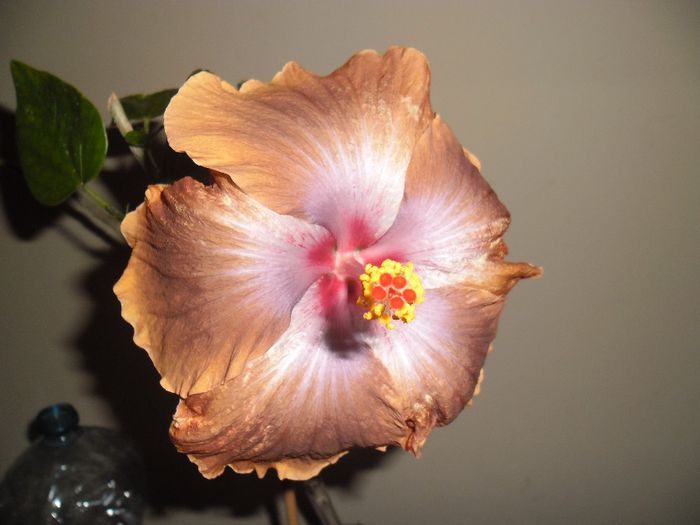 Tahitian Sophistication - Hibiscus 2013-3