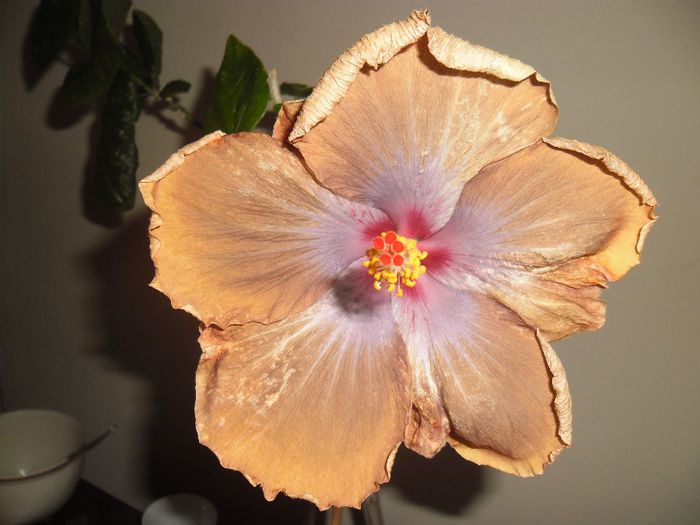 Tahitian Sophistication - Hibiscus 2013-3