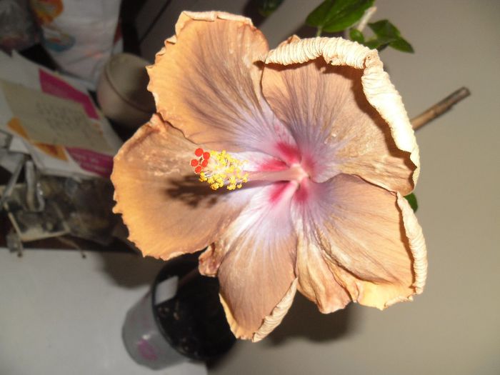 Tahitian Sophistication - Hibiscus 2013-3