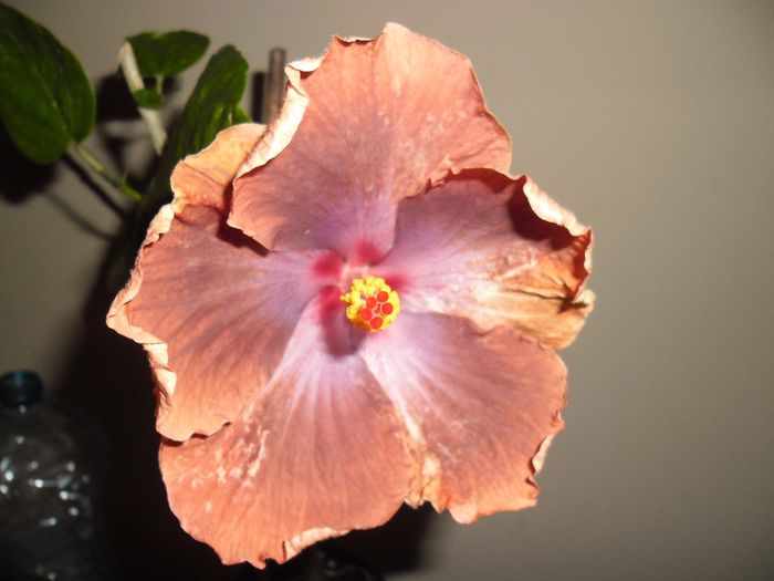 Tahitian Sophistication - Hibiscus 2013-3