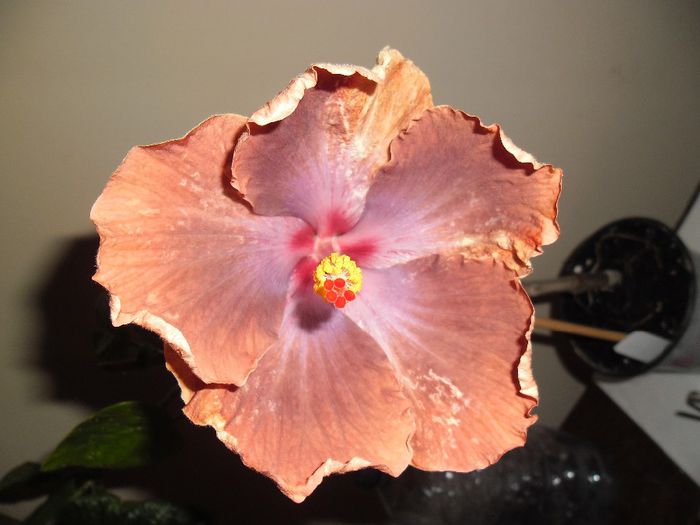 Tahitian Sophistication