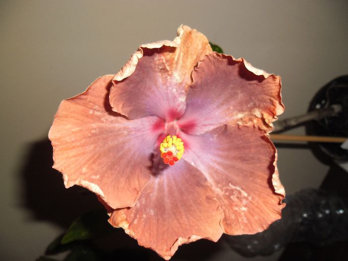 Tahitian Sophistication - Hibiscus 2013-3