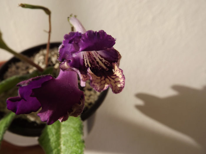 DSCF2214 - Streptocarpusi