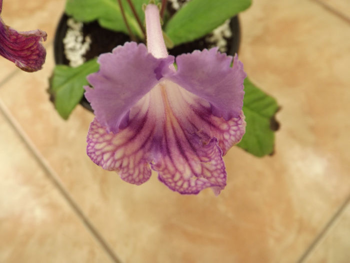 DSCF2216 - Streptocarpusi