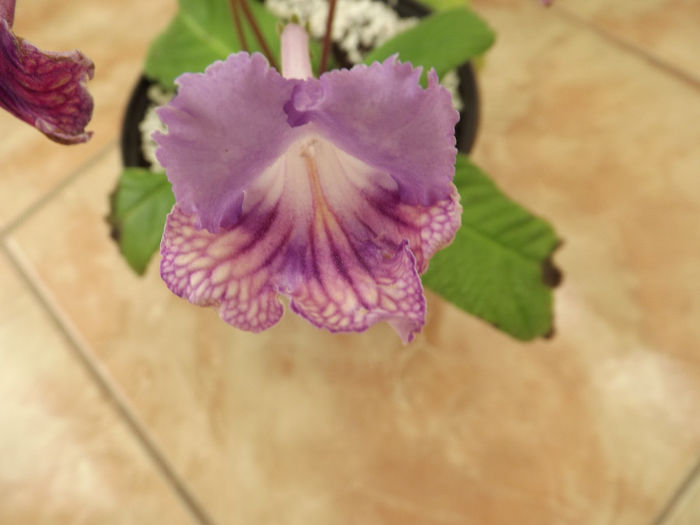 DSCF2218 - Streptocarpusi