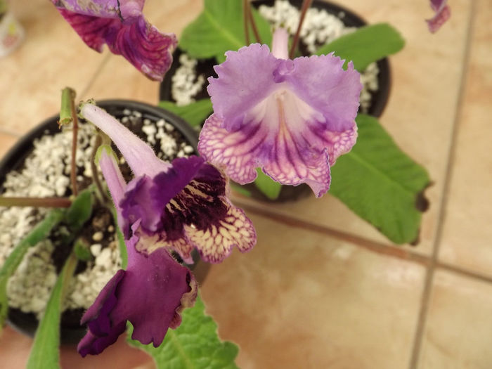 DSCF2223 - Streptocarpusi