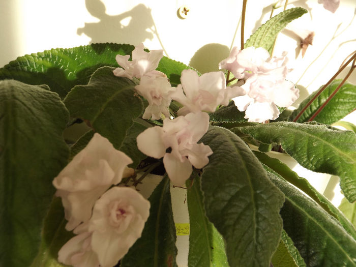 DSCF2224 - Streptocarpusi