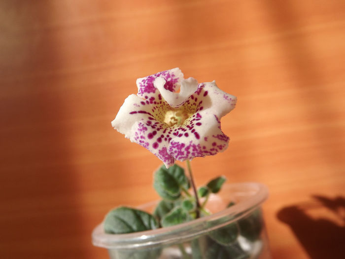 Royal Rasberry - SINNINGII