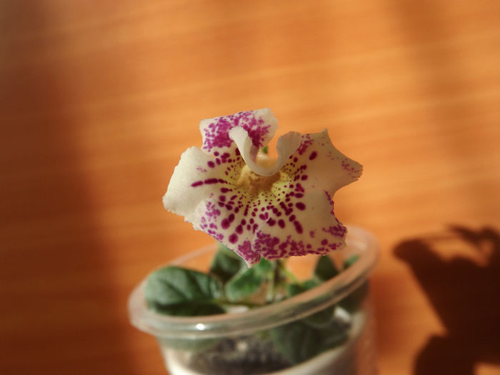 DSCF2342 - SINNINGII