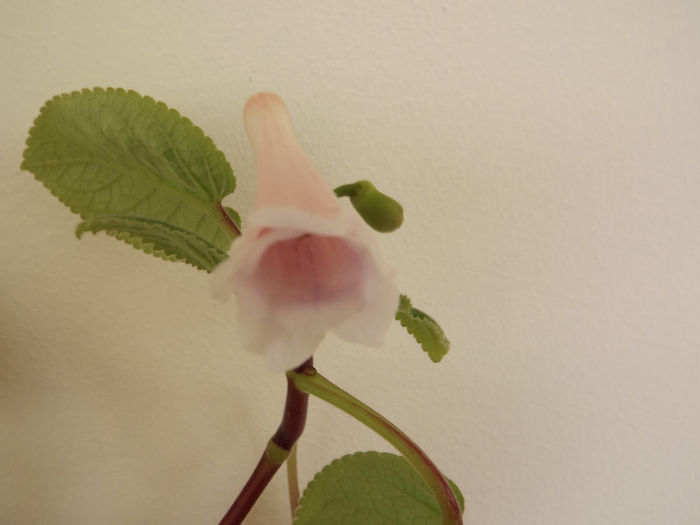 DSCF2350 - SINNINGII