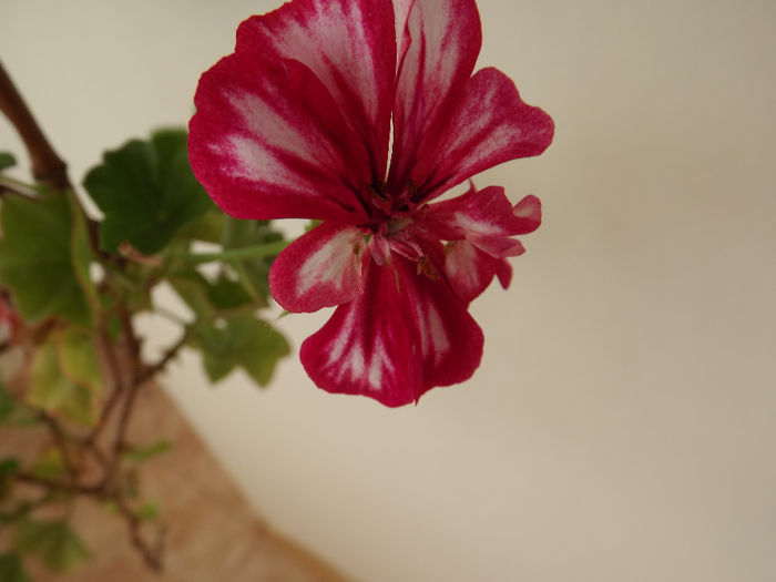 DSCF2368 - Diverse flori