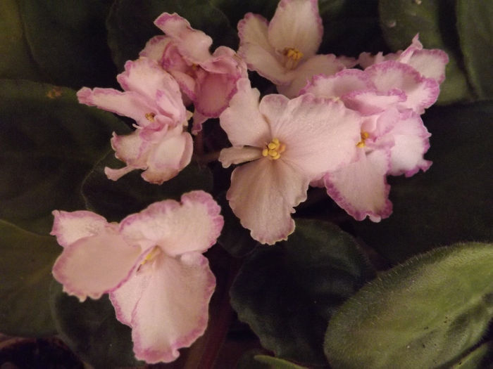 DSCF2329