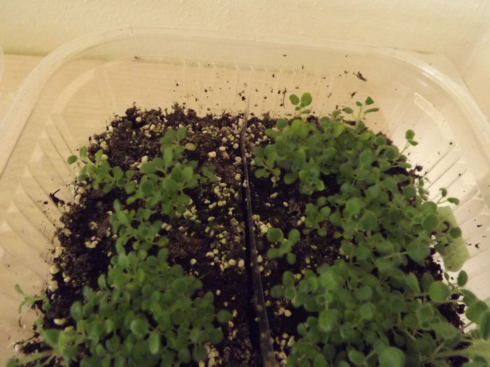 DSCF2305 - Frumuseti din seminte