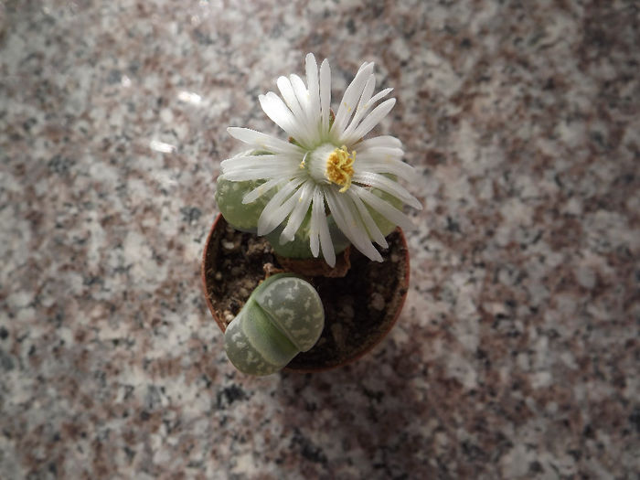 Lithops