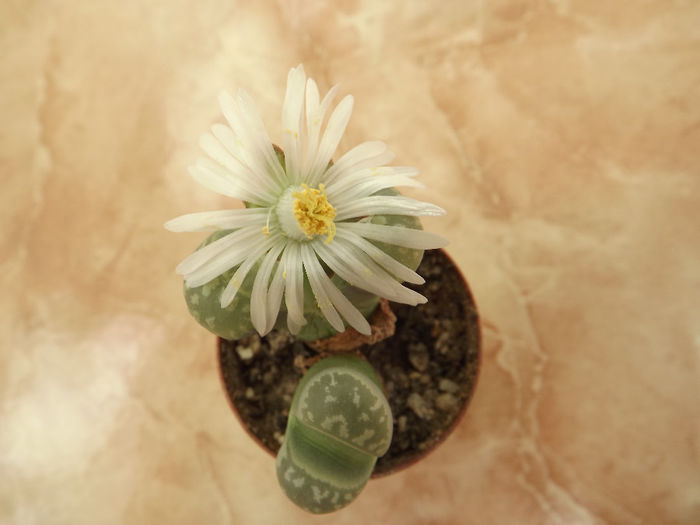 DSCF2252