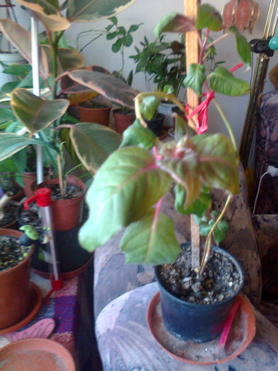 fuxia tigareta - 003-1 Alte plante cu flori