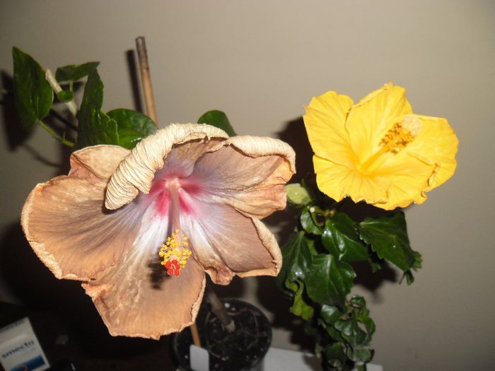 Tahitian Sophistication + Eloka - Hibiscus 2013-3