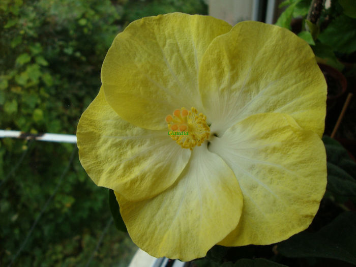 DSC07707 - Hibiscus 2013