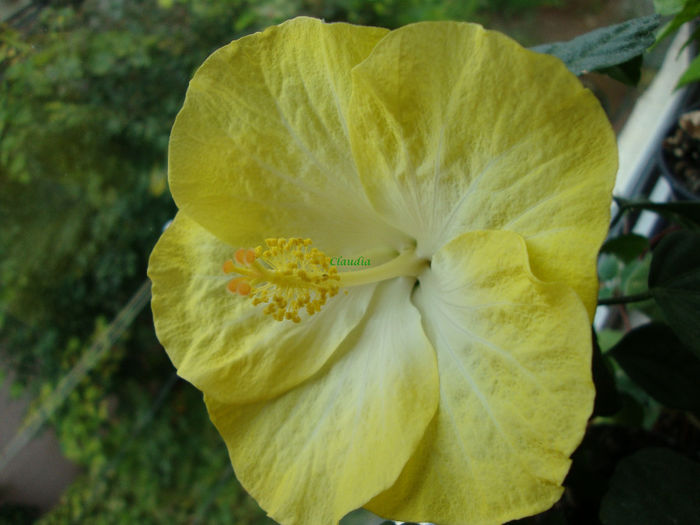 DSC07708 - Hibiscus 2013