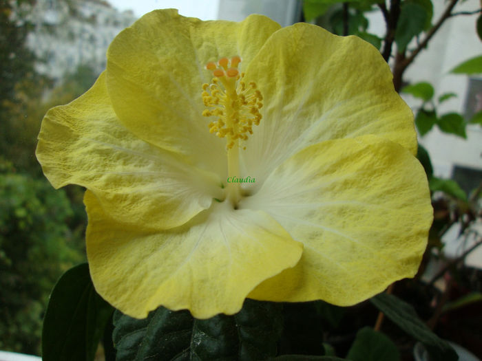 DSC07709 - Hibiscus 2013