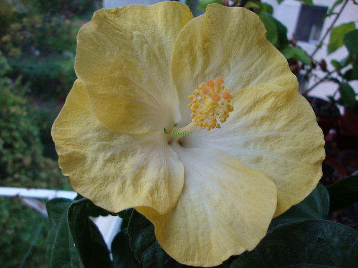 DSC07710 - Hibiscus 2013