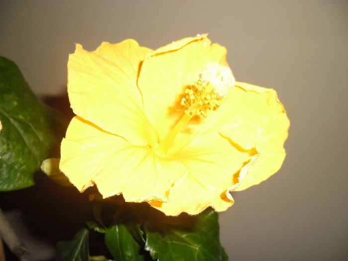 Eloka - Hibiscus 2013-3