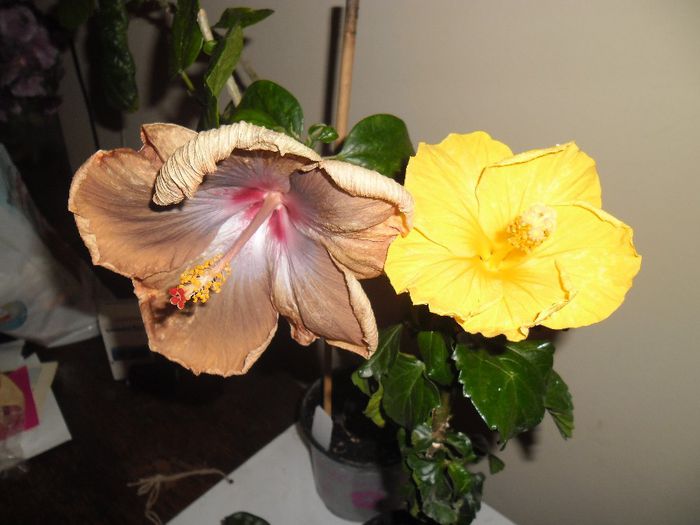 Tahitian Sophistication + Eloka - Hibiscus 2013-3
