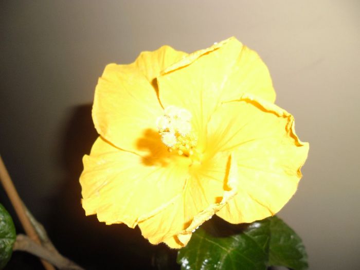 Eloka - Hibiscus 2013-3
