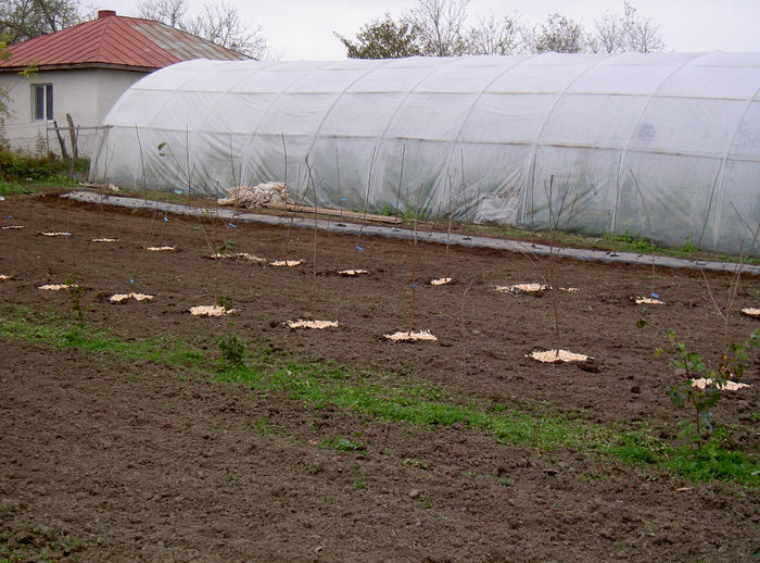 Livada noua cires intensiva