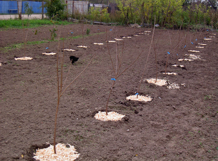 Livada noua cires intensiva