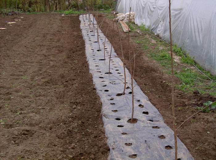 Livada noua cires intensiva