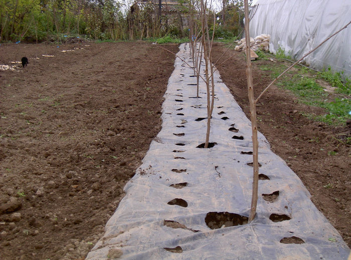 In gaurile alea voi pune capsuni