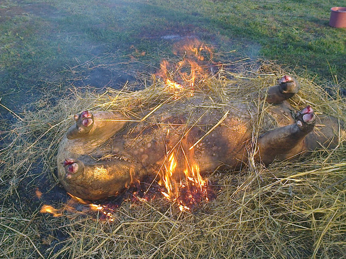 Fotografie0359 - Taierea porcului